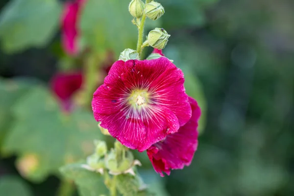 Malvenblüten Eine Krautige Pflanze Mit Behaarten Stängeln Rosa Oder Roten — Stockfoto
