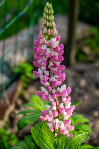 Blooming Flowers Lupine Garden Lupinus Polyphyllus Stock Image