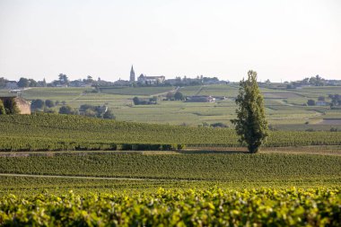 Saint Emilion bölgesindeki şarap hasadından önce bir vienyard 'da şarap sıralarında olgunlaşmış kırmızı üzümler. Fransa