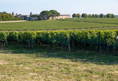 Saint Emilion bölgesindeki şarap hasadından önce şarap bahçesinde şarap sıraları üzerinde olgun kırmızı şarap üzümleri. Fransa
