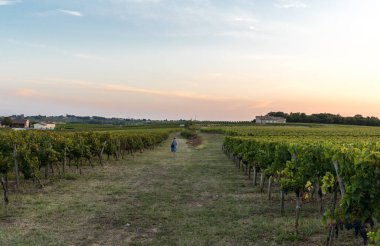 Saint Emilion yakınlarındaki Montagne üzüm bağlarının üzerinde gün batımı. Gironde, Aquitaine. Fransa