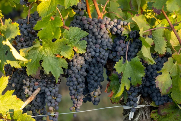 Rode Wijndruiven Klaar Oogsten Wijnproductie Saint Emilion Frankrijk — Stockfoto