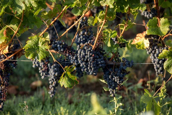 Luz Mañana Los Viñedos Saint Georges Montagne Cerca Saint Emilion — Foto de Stock