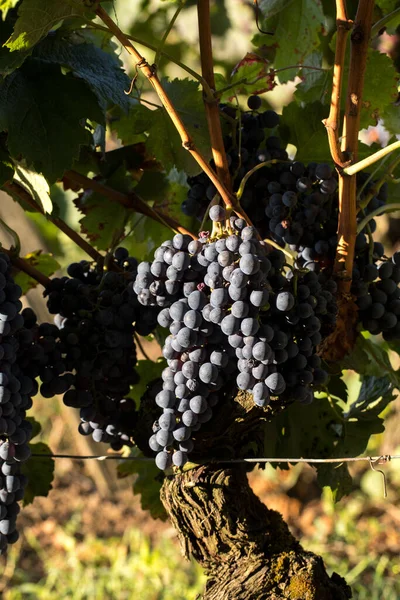 Close Red Merlot Grapes Vineyard Emilion Gironde Aquitaine France — Stock Photo, Image