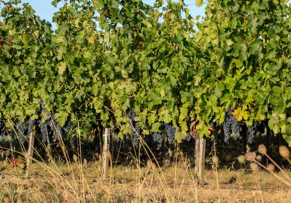 Uvas Merlot Vermelhas Maduras Fileiras Vinhas Vienyard Antes Colheita Vinho — Fotografia de Stock