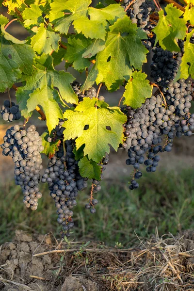 Uve Vino Rosso Pronte Vendemmia Produzione Vino Saint Emilion Francia — Foto Stock