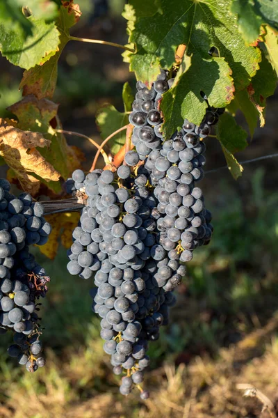 Close Red Merlot Grapes Vineyard Medoc Gironde Aquitaine France — Stock Photo, Image
