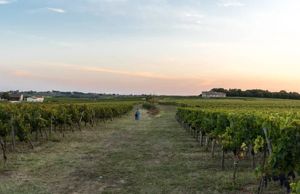 Solnedgång Över Vingårdarna Montagne Nära Saint Emilion Gironde Aquitaine Frankrike — Stockfoto