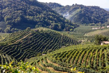 Valdobbiadene ve Conegliano arasında Prosecco şaraplı üzüm bağları bulunan Picturesque tepeleri; İtalya.