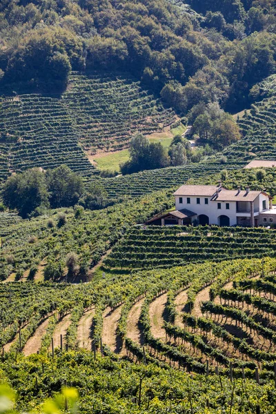 ValdobbiadeneとConegliano イタリアの間のプロセッコスパークリングワイン地域のブドウ畑と美しい丘 — ストック写真