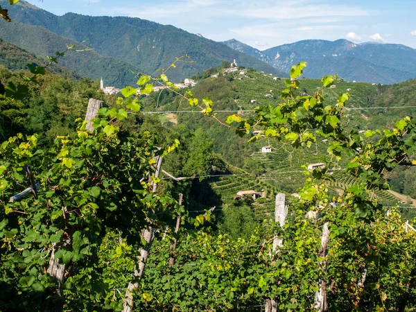 Malebné Kopce Vinicemi Oblasti Šumivého Vína Prosecco Guiettě Guii Itálie — Stock fotografie