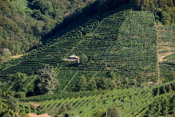 Colline Pittoresche Con Vigneti Della Regione Del Prosecco Santo Stefano — Foto Stock