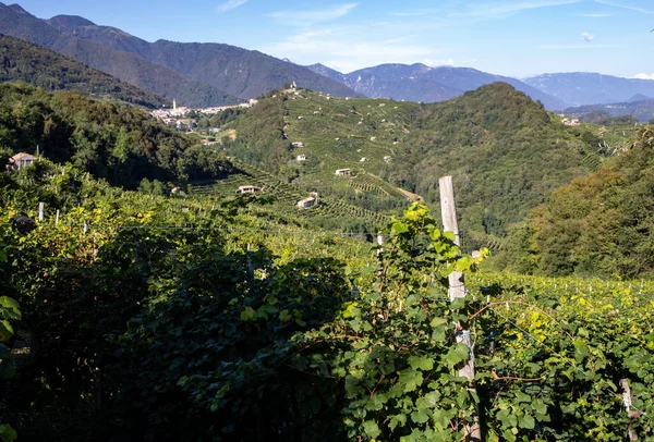 Colline Pittoresche Con Vigneti Della Regione Spumante Del Prosecco Guietta — Foto Stock