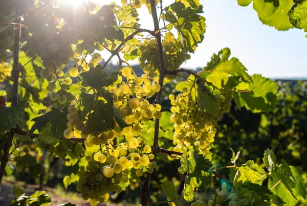 Prosecco Uvas Blancas Viñedo Befor Cosecha Las Colinas Valdobbiadene Veneto — Foto de Stock