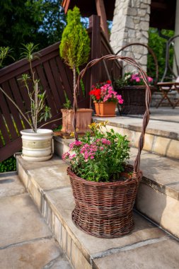 Petunyalar sepetin içinde terasın taş basamaklarında