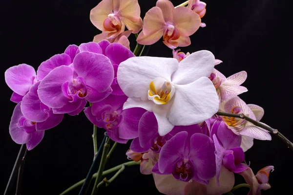 Beauty Colorful Orchid Flowers Isolated Black Background — Stock Photo, Image