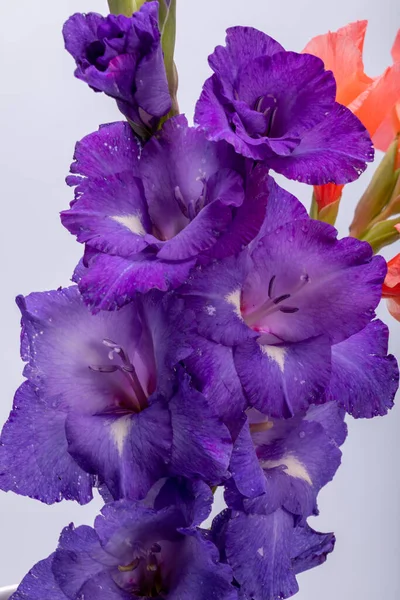 Zblízka Krásy Fialové Gladiolus Květ — Stock fotografie