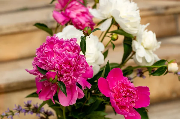 Knopp Rosa Och Vit Pion Blomma Trädgården — Stockfoto