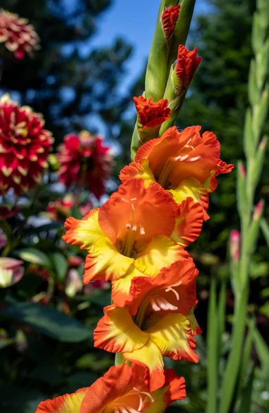 Gladiolus Virág Feje Nyári Kertben — Stock Fotó
