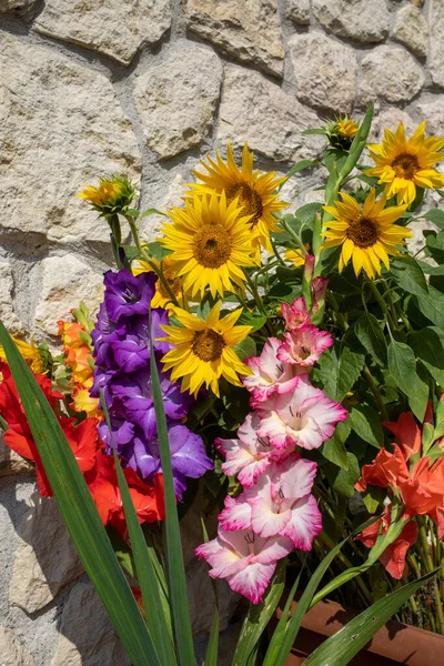 Tournesols Fleurs Gladioles Colorées Sur Fond Mur Calcaire — Photo