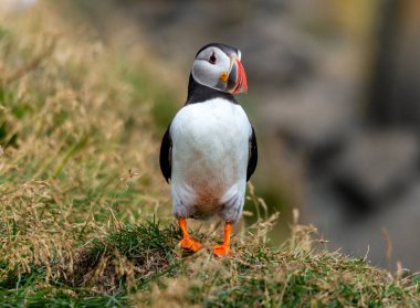 Atlantik martısı, bilinen adıyla martı. 
