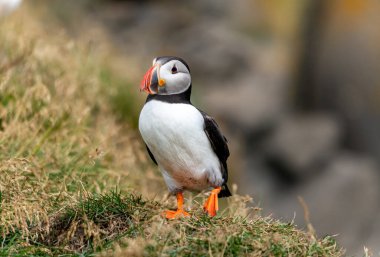 Atlantik martısı, bilinen adıyla martı. 
