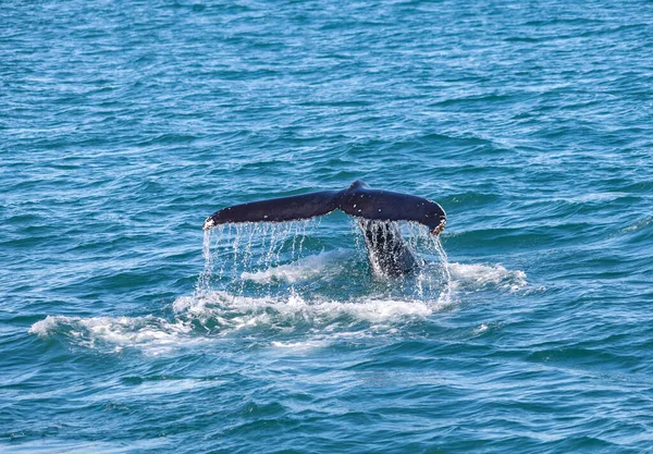 Whales Water Gulf Iceland — Stock Photo, Image