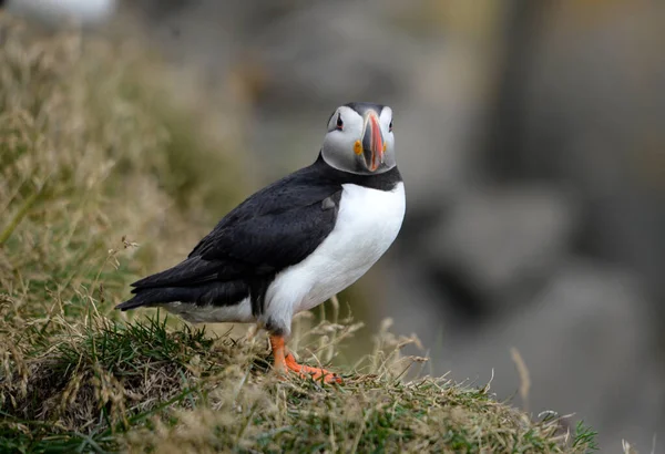 Puffin Ατλαντικού Επίσης Γνωστή Κοινή Puffin — Φωτογραφία Αρχείου