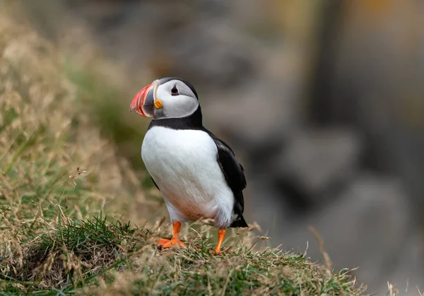 Atlanti Puffin Más Néven Közönséges Puffin — Stock Fotó