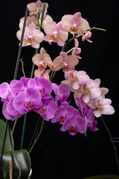 Flores Coloridas Orquídea Beleza Isoladas Fundo Preto — Fotografia de Stock
