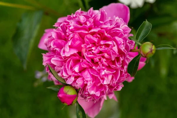花园中的粉红牡丹花蕾 — 图库照片