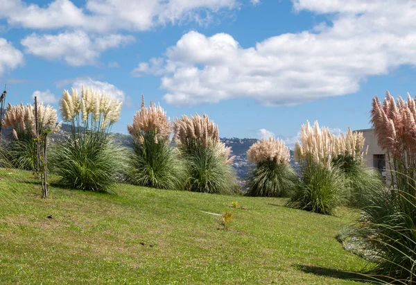 Dekoracyjny Ogród Krzewem Kwitnącej Trawy Pampasowej — Zdjęcie stockowe