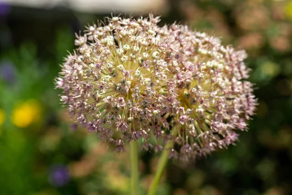 Globemaster Allium Bloemen Volle Bloei Net Voor Overgang Naar Zaad — Stockfoto