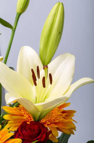 Krásná Kytice Bílých Lilií Oranžových Gerber — Stock fotografie