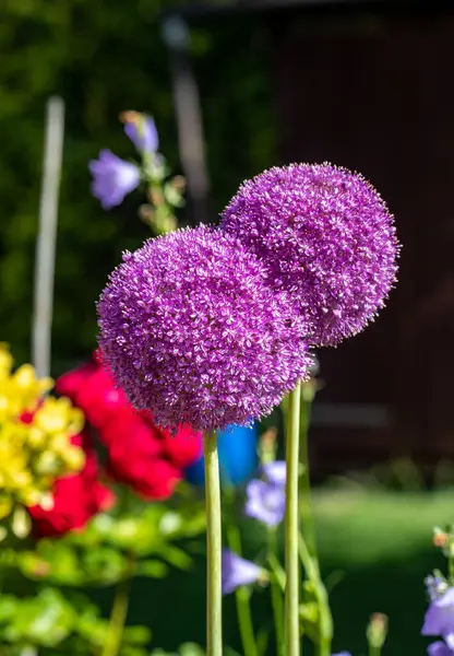 Globemaster Allium Fiori Piena Fioritura Poco Prima Trasformarsi Seme — Foto Stock