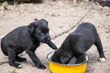 İki siyah puppys sarı bir tava yemek.