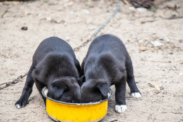 İki siyah puppys sarı bir tava yemek.