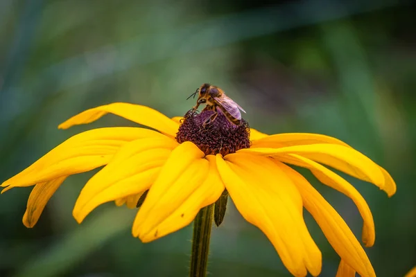 Biene Sammelt Nektar Aus Gelb Schwarzer Blüte — Stockfoto