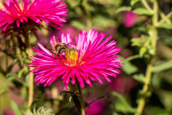 Bijen Verzamelt Nectar Een Rode Bloem — Stockfoto
