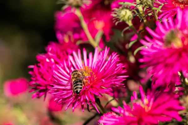 Μέλισσα Συλλέγει Νέκταρ Για Ένα Κόκκινο Λουλούδι — Φωτογραφία Αρχείου