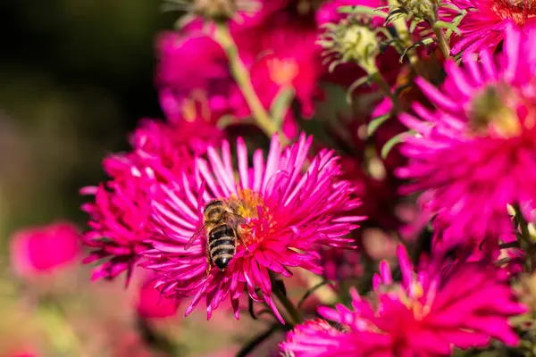 Abeja Recoge Néctar Una Flor Roja — Foto de Stock