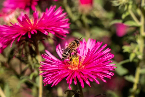 Abeja Recoge Néctar Una Flor Roja — Foto de Stock