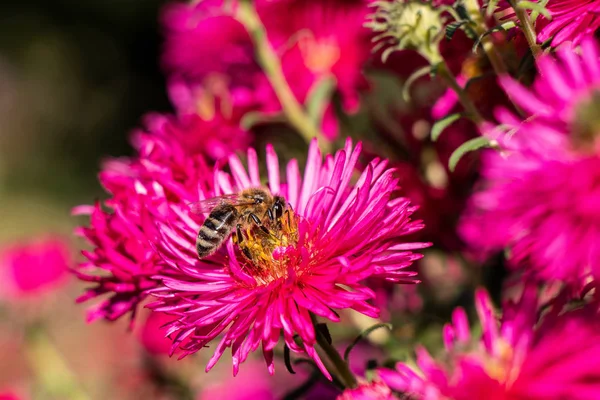 Abelha Coleta Néctar Uma Flor Vermelha — Fotografia de Stock