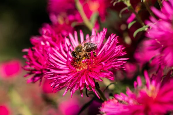 Die Biene Sammelt Nektar Auf Einer Roten Blume — Stockfoto
