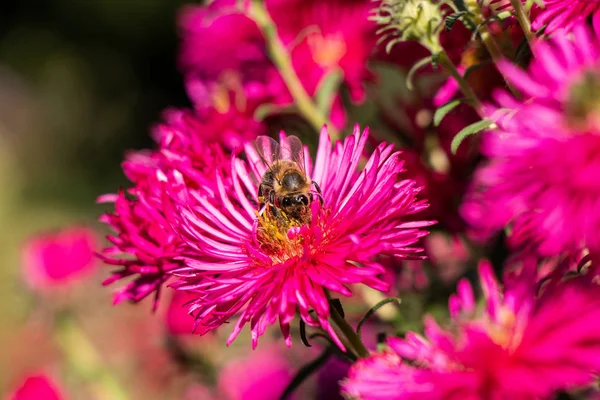 Пчела Собирает Нектар Красном Цветке — стоковое фото