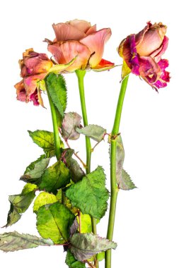 Aşkı beklemeyen gül.