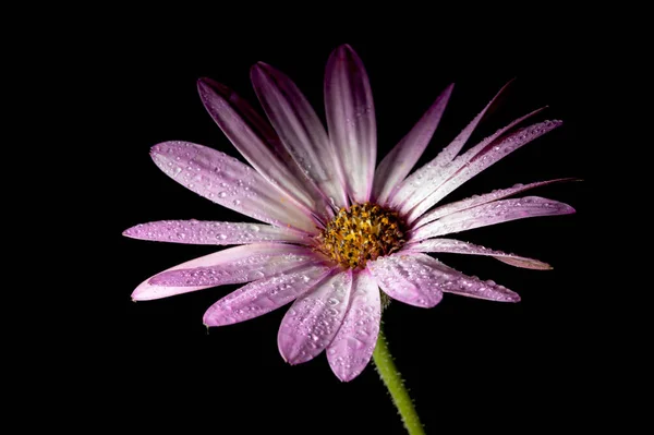 Margarita Gerbera Borgoña Sobre Fondo Negro Iluminada Por Luz Luna — Foto de Stock