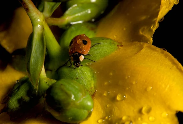 Coccinella Fiore Giallo Macro Vista Ritratto — Foto Stock