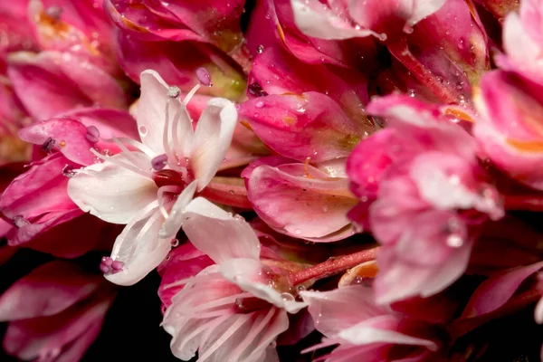 Macro Vista Una Flor Rojo Blanca Planta — Foto de Stock