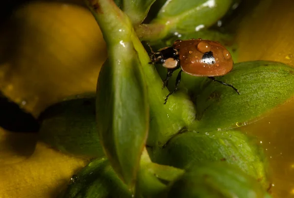 Ladybug Yellow Flower Macro View Portrait 免版税图库照片